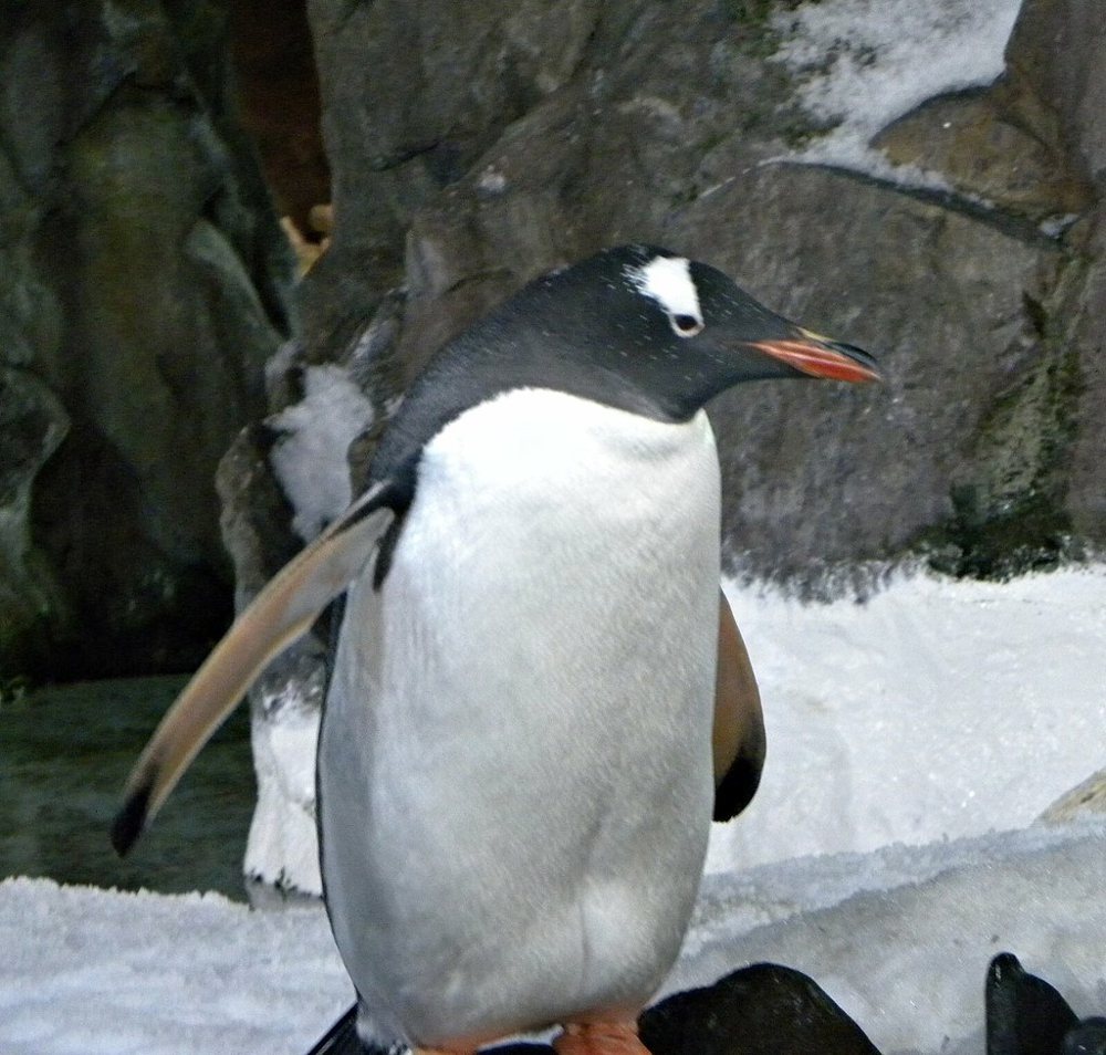 Penguin