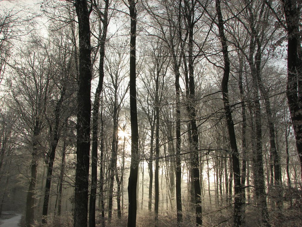 snowy forest