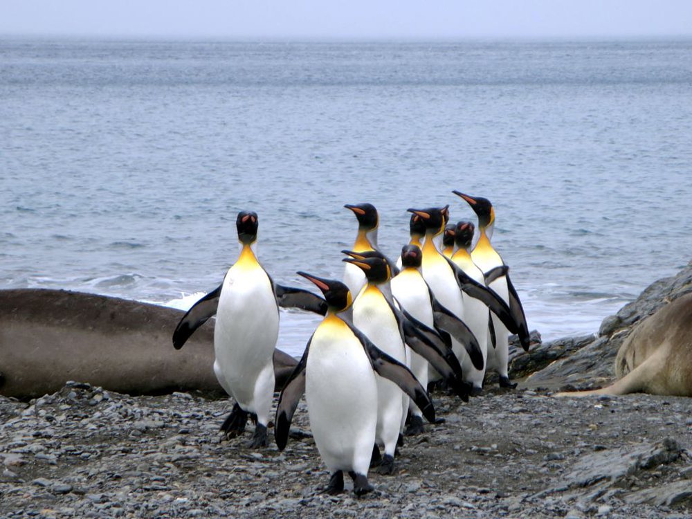 Penguins on Parade