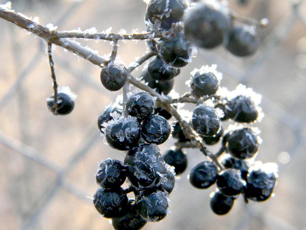 Frozen berries