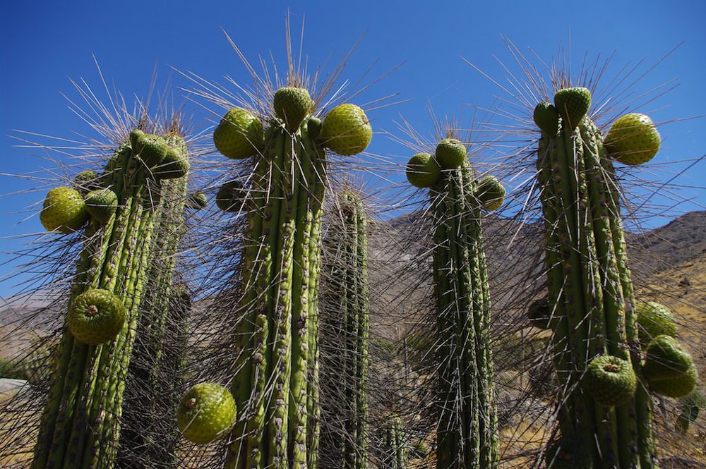cactus chili
