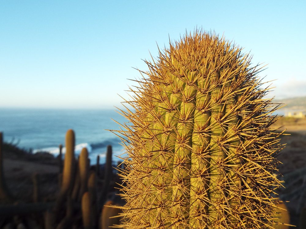 Cactus