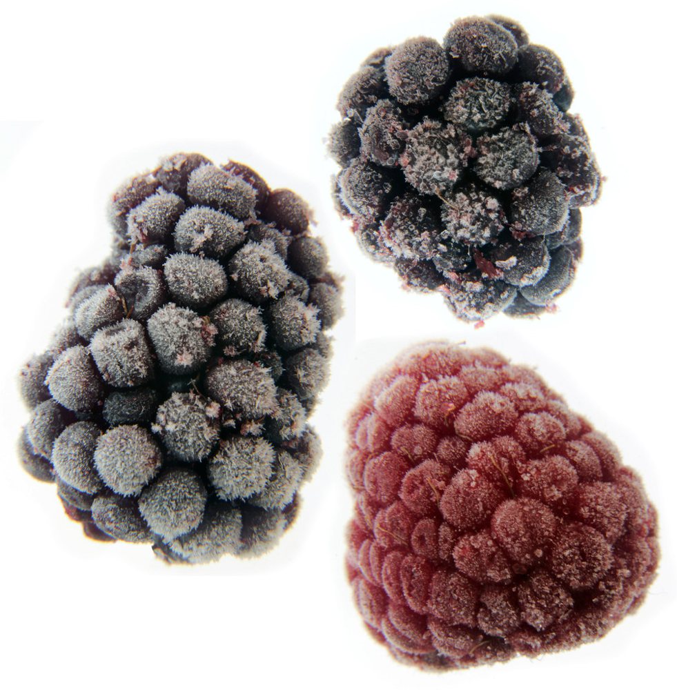 Frozen Berries