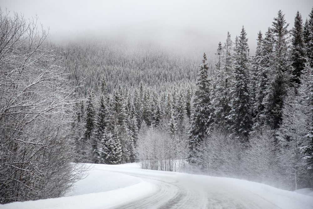 Snow Forest Winter Gäddede (Unsplash 3BWzjqbMlDk)