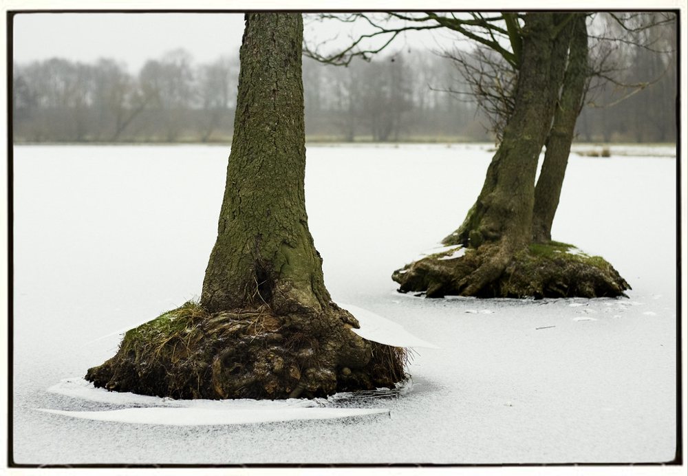Trees In Frozen Lake