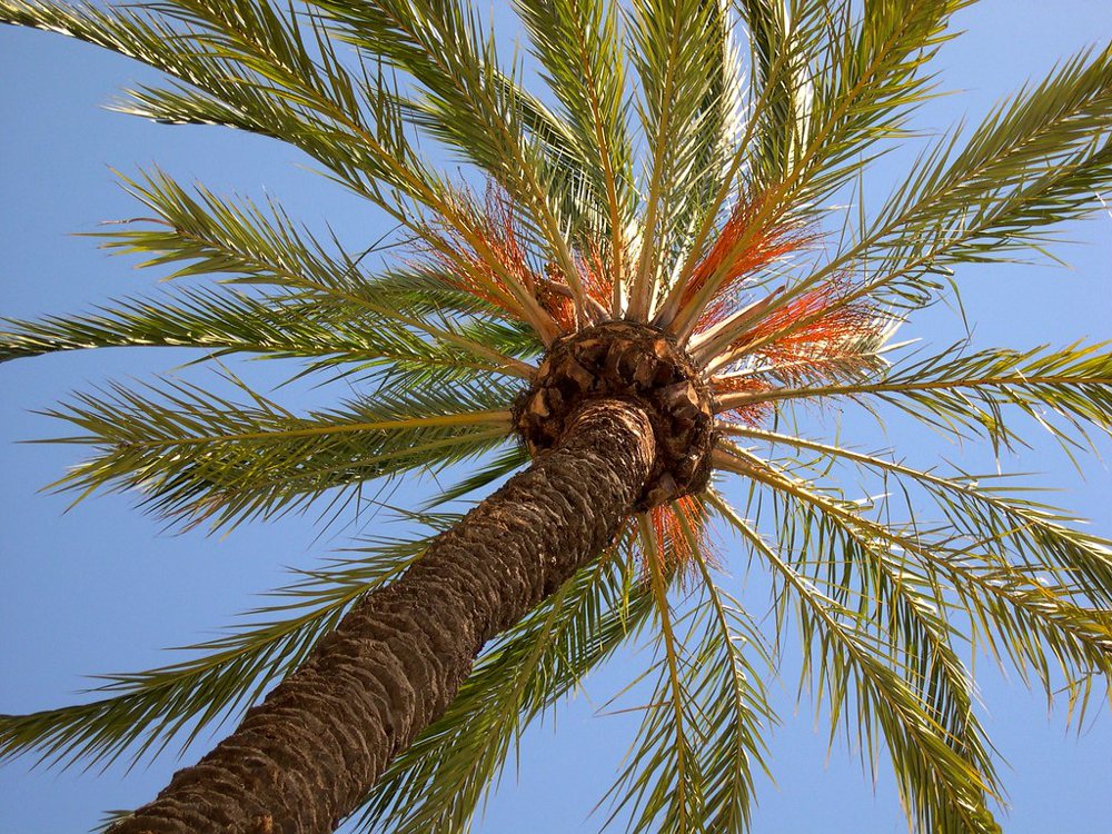Palm Tree