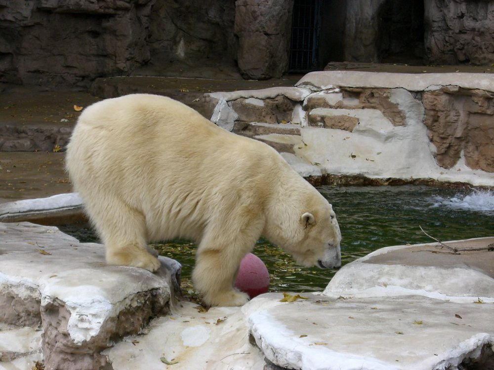 Polar Bear