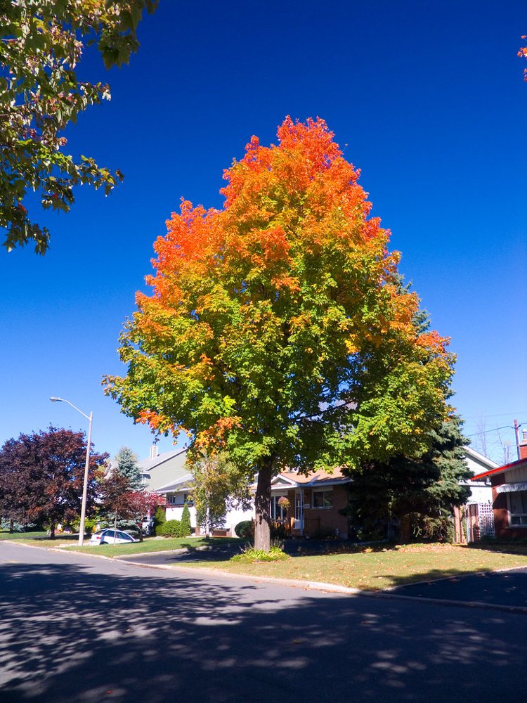 Maple popsicle