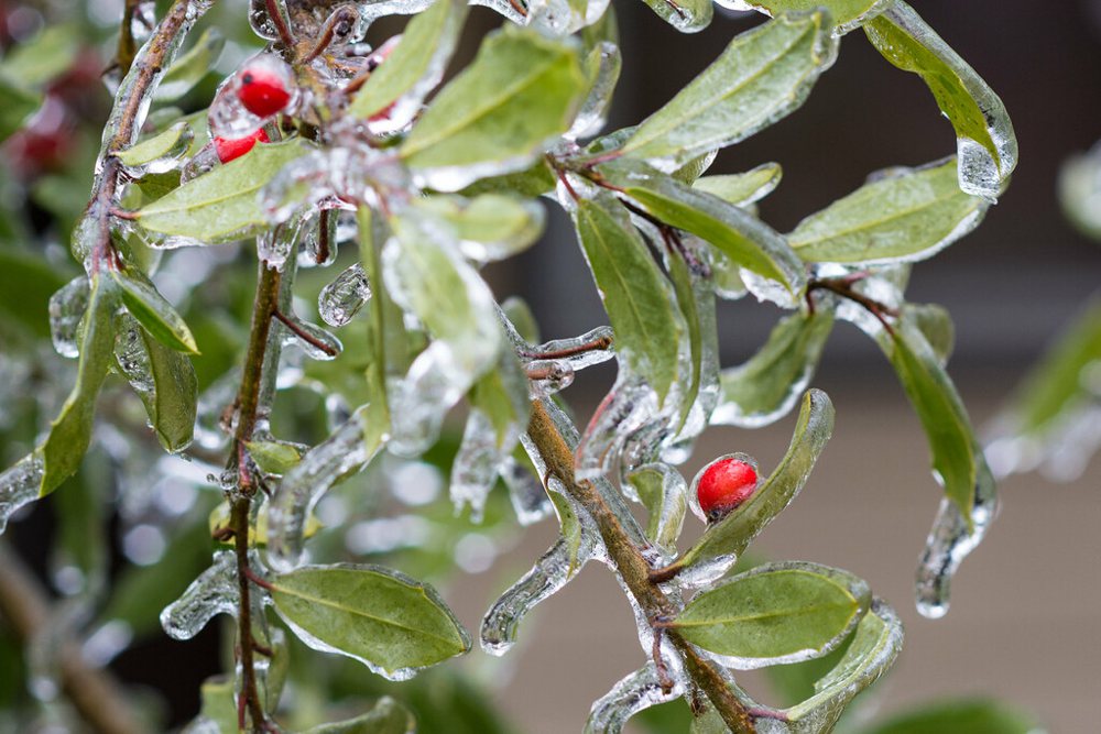 Frozen Berries