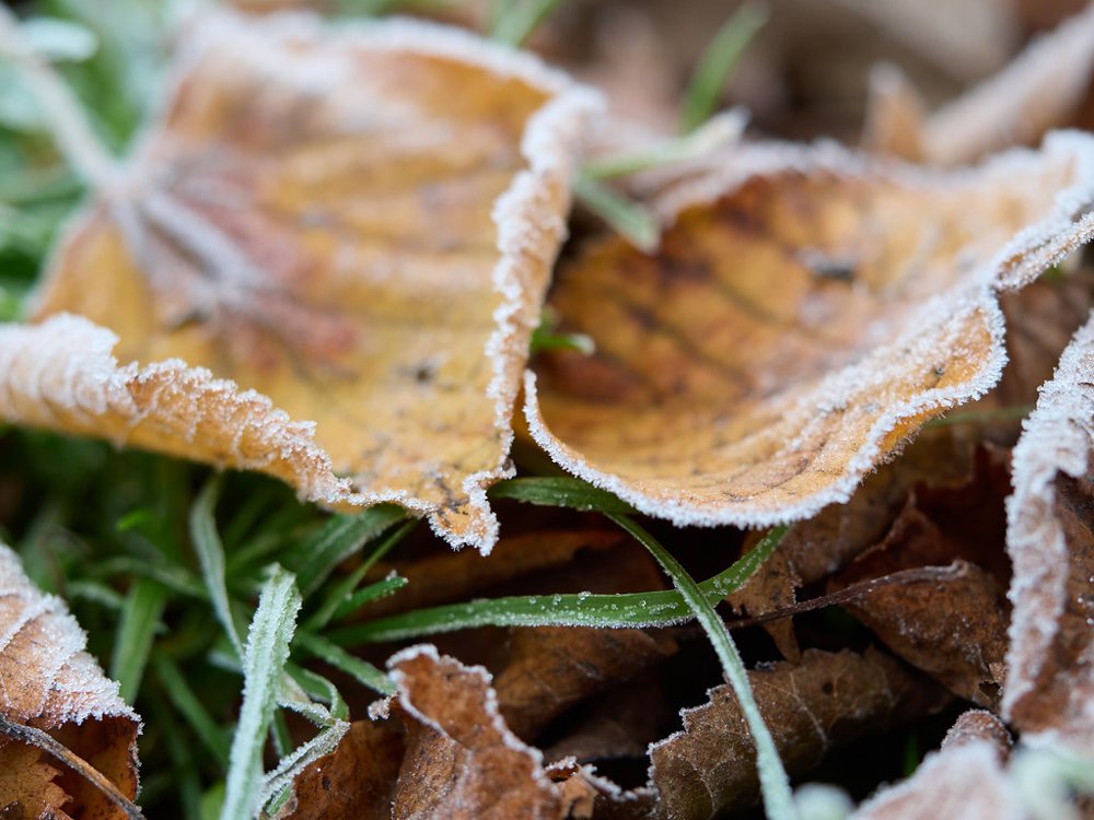 Frost tickled leaves
