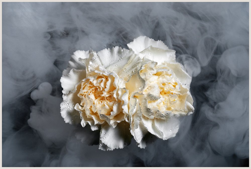 Carnations and Dry Ice