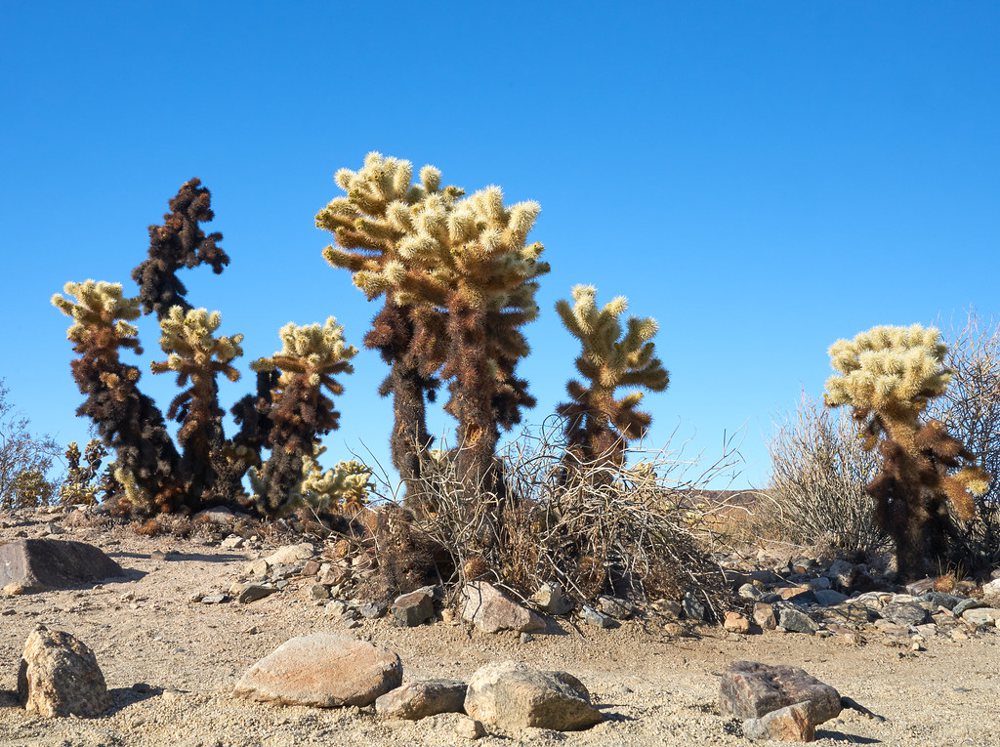 Cholla Cactus
