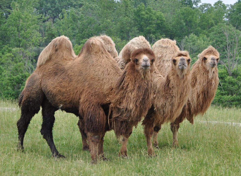 Three Wisemen's camels