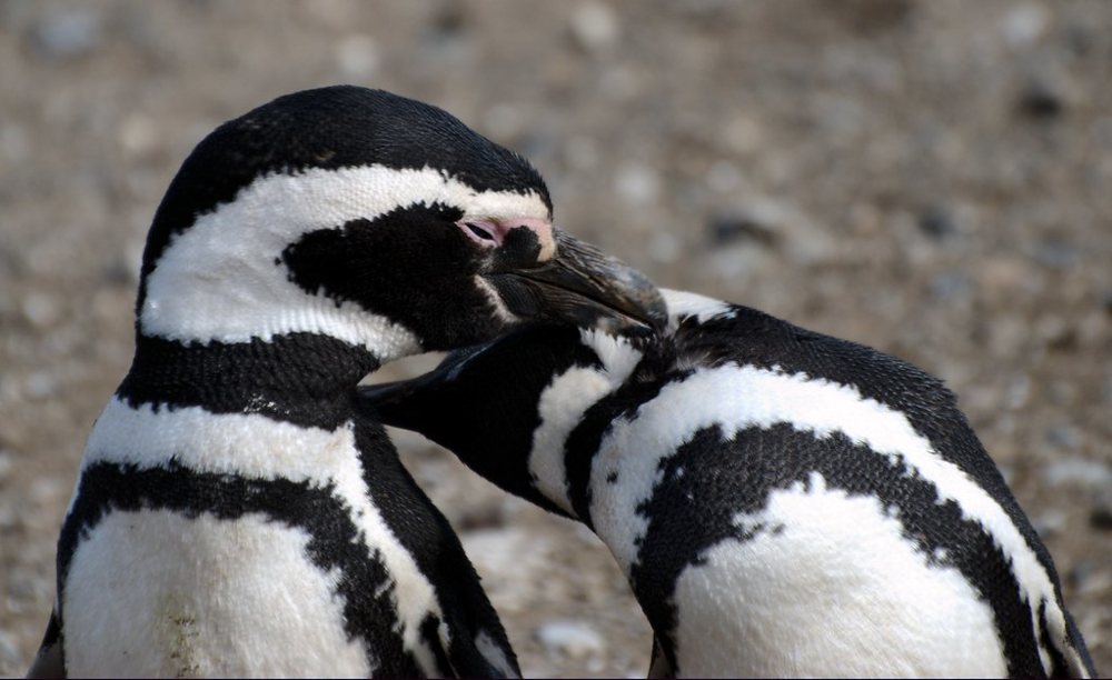 Penguins loving IV / Pingüinos cariñosos IV