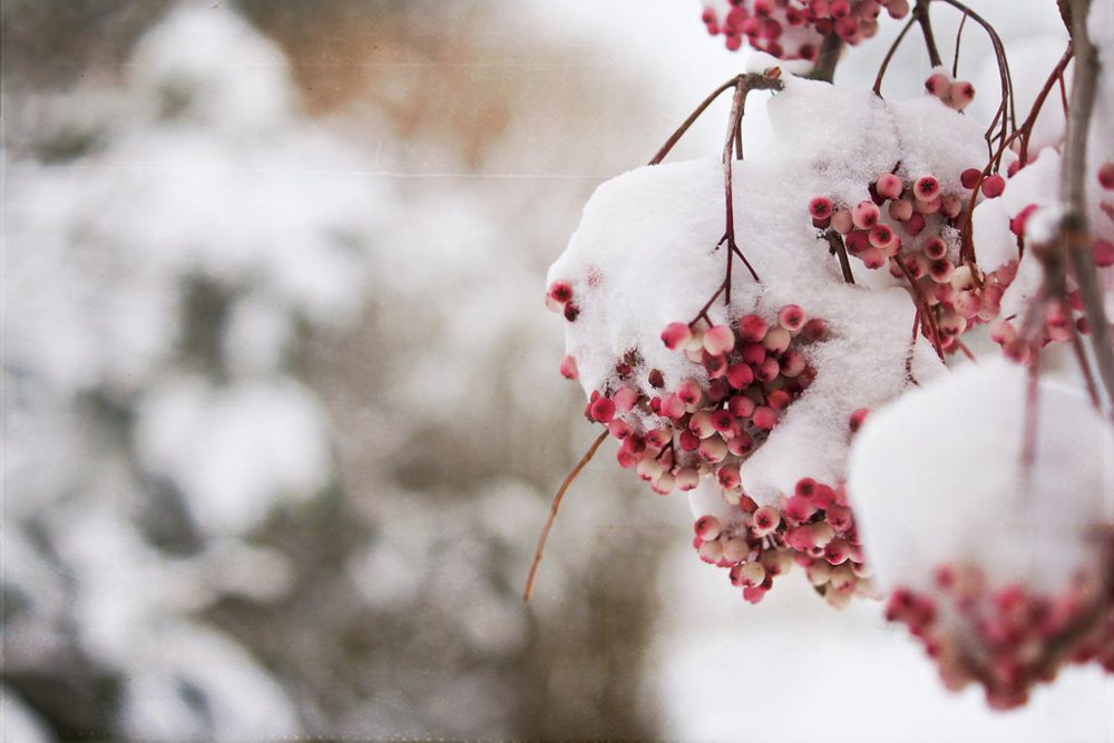 Frozen Berries