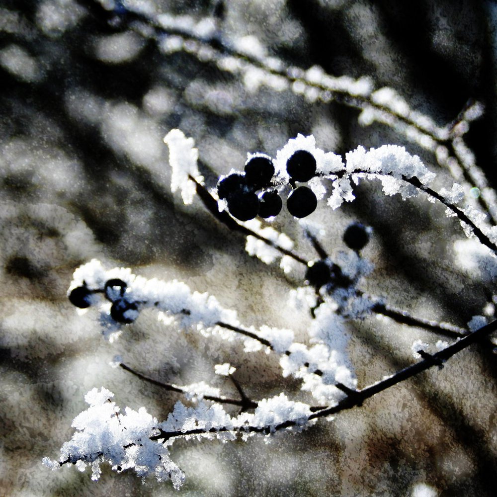 frozen berries