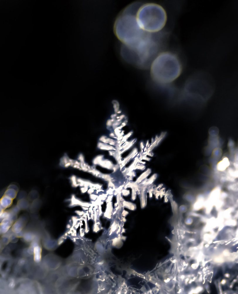 Snowflake (macro), Brigham, Cumbria, UK (6/2/18)