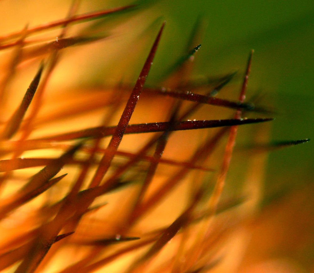 Cactus needles