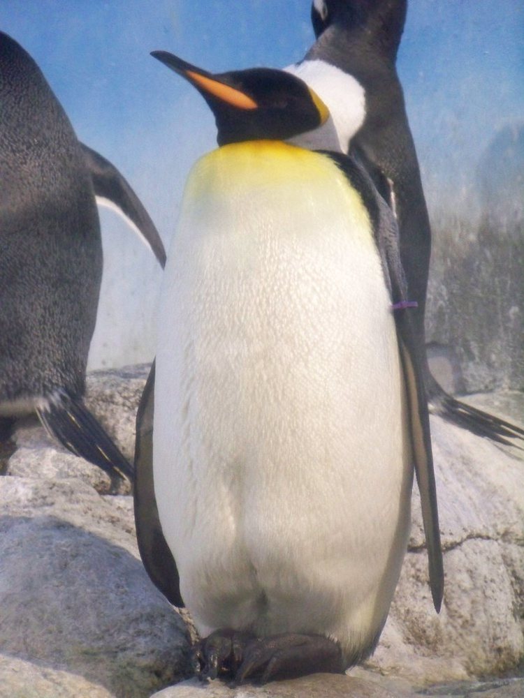 Penguins