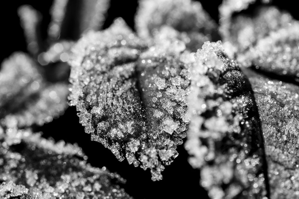 Frosted Rose leaves