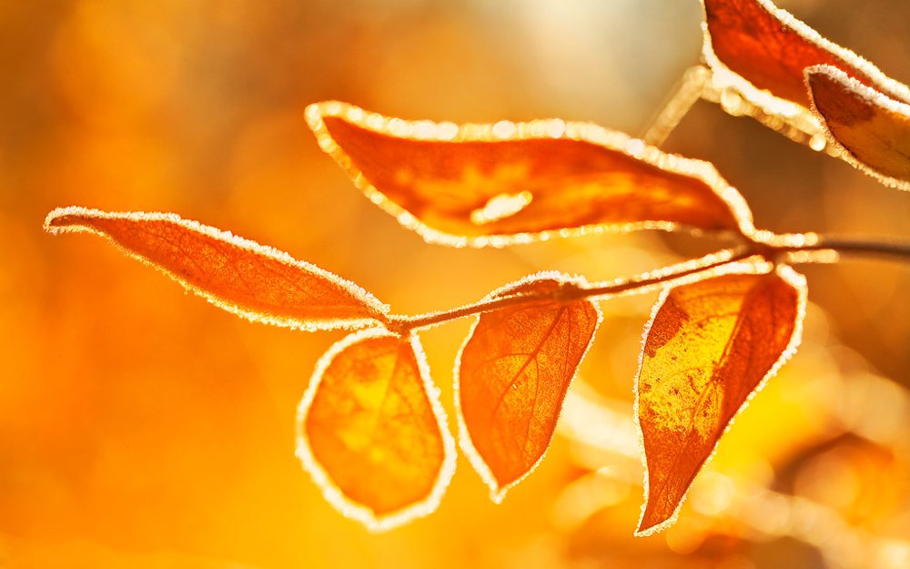 Morning Sun on Frost-Covered Leaves (HDR)