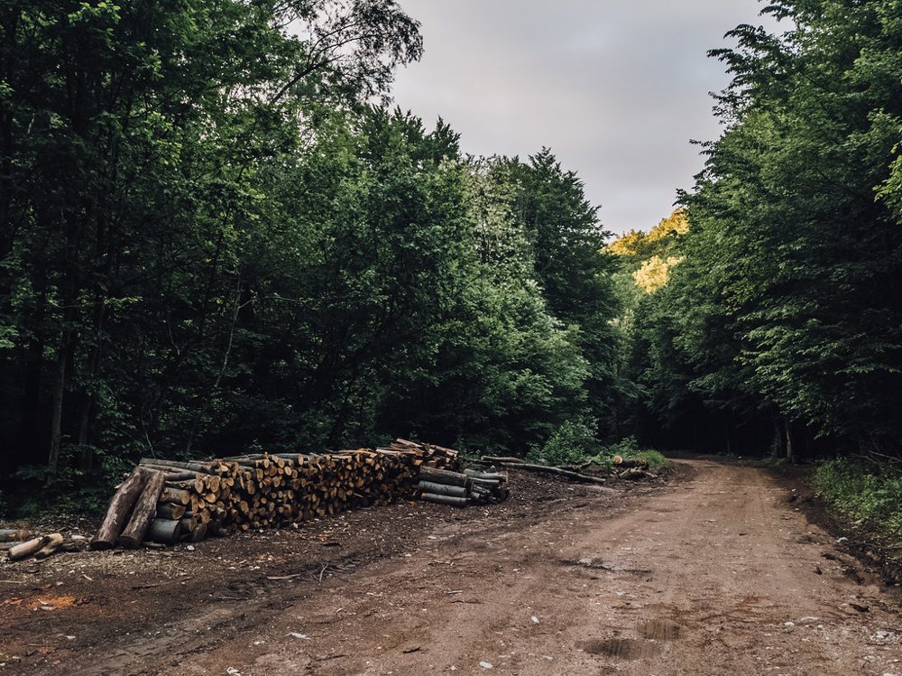 Forest road with firewood stacked on the side of it