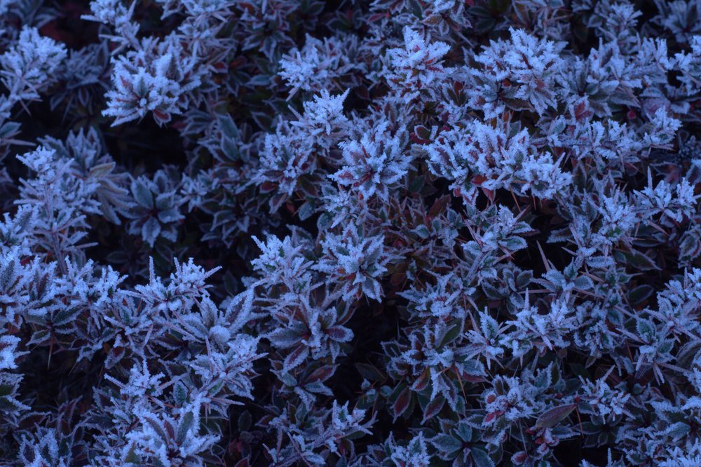 Frost on leaves