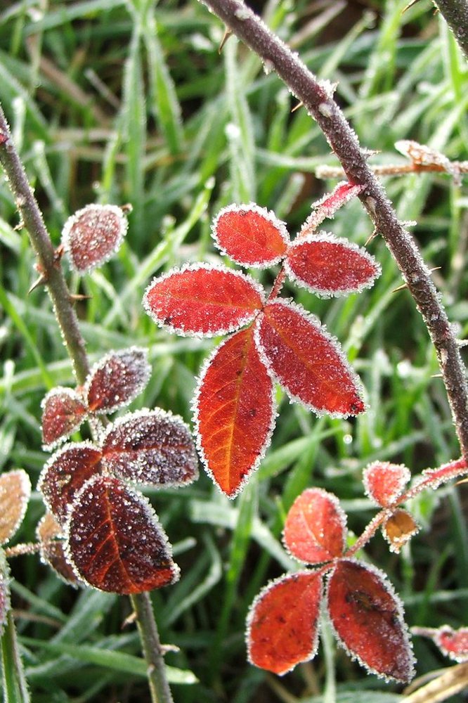 Frost-Kissed Leaves