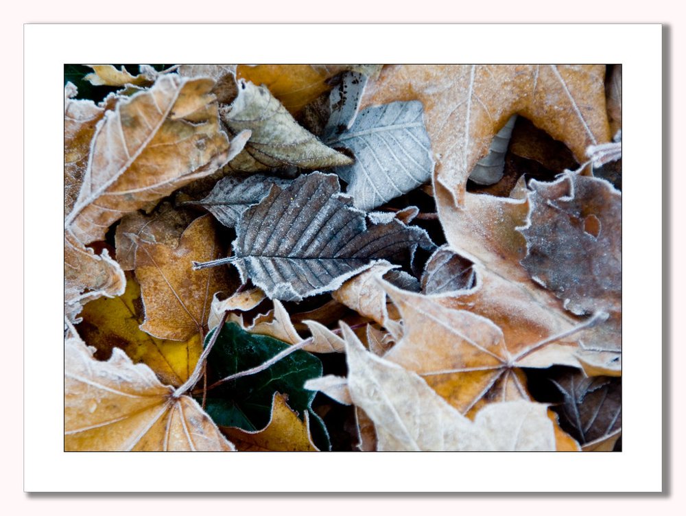 Frosted fallen leaves