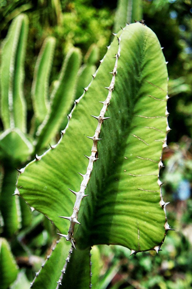 Cactus