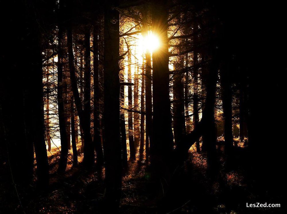 Sunset through the trees and branches // Soleil couchant à travers à la arbre…