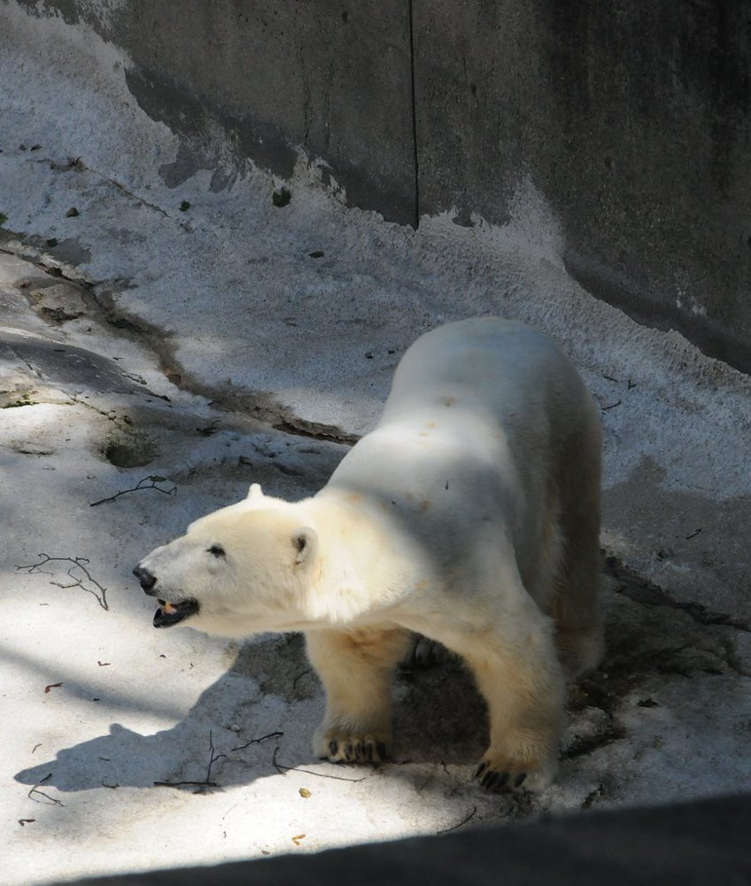Polar Bear