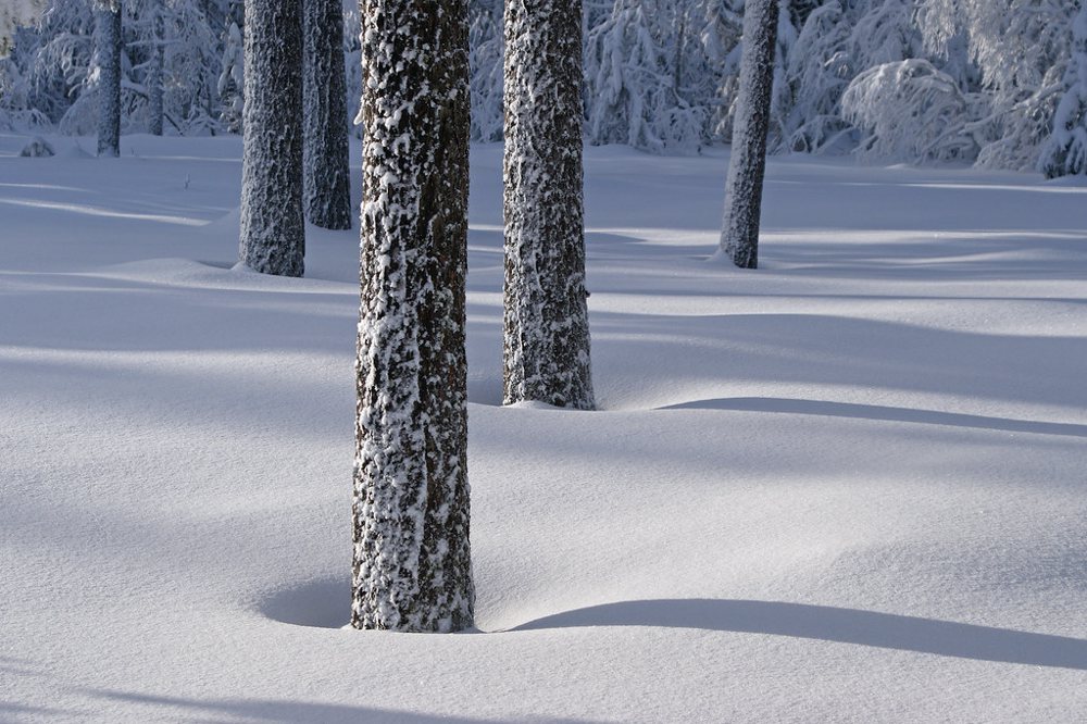 Snowy forest