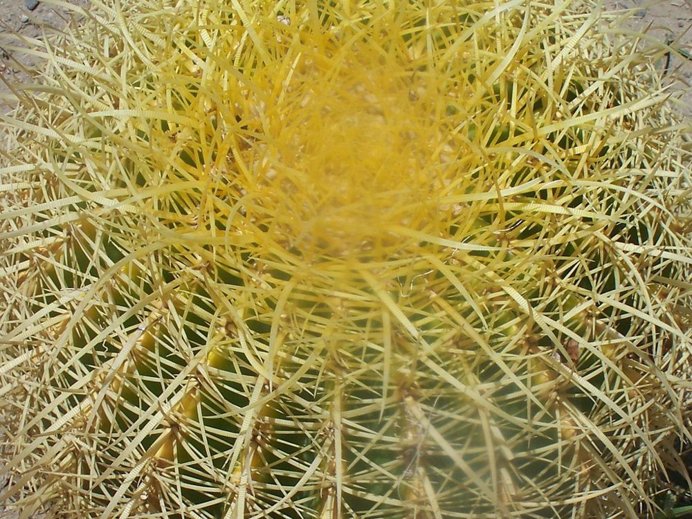 Cactus