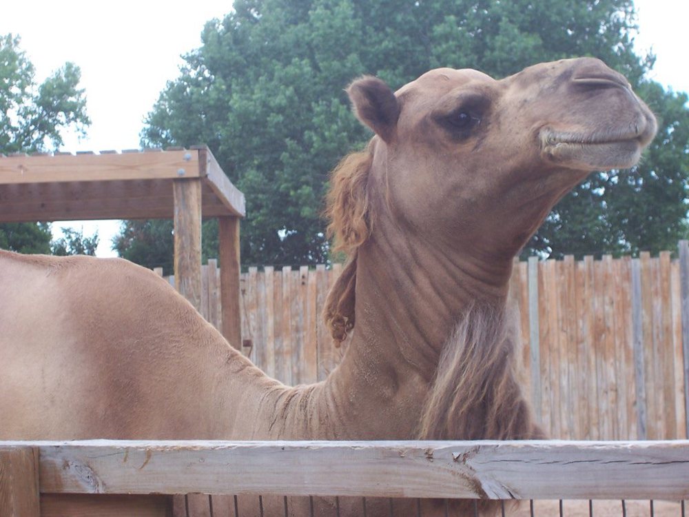 Sad Camel