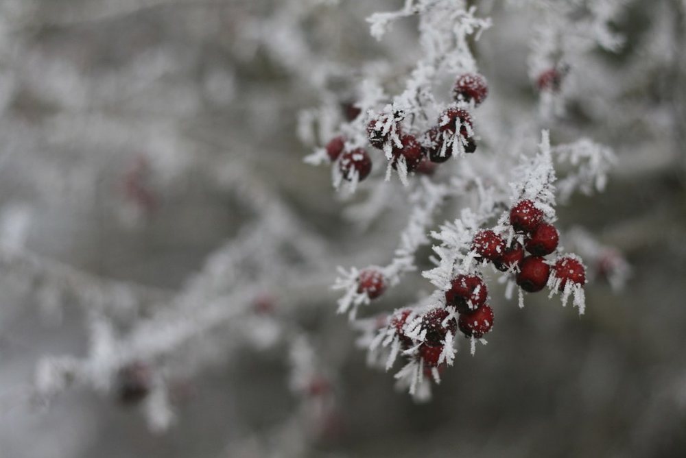 01 Day 'til Christmas - Frozen Berries