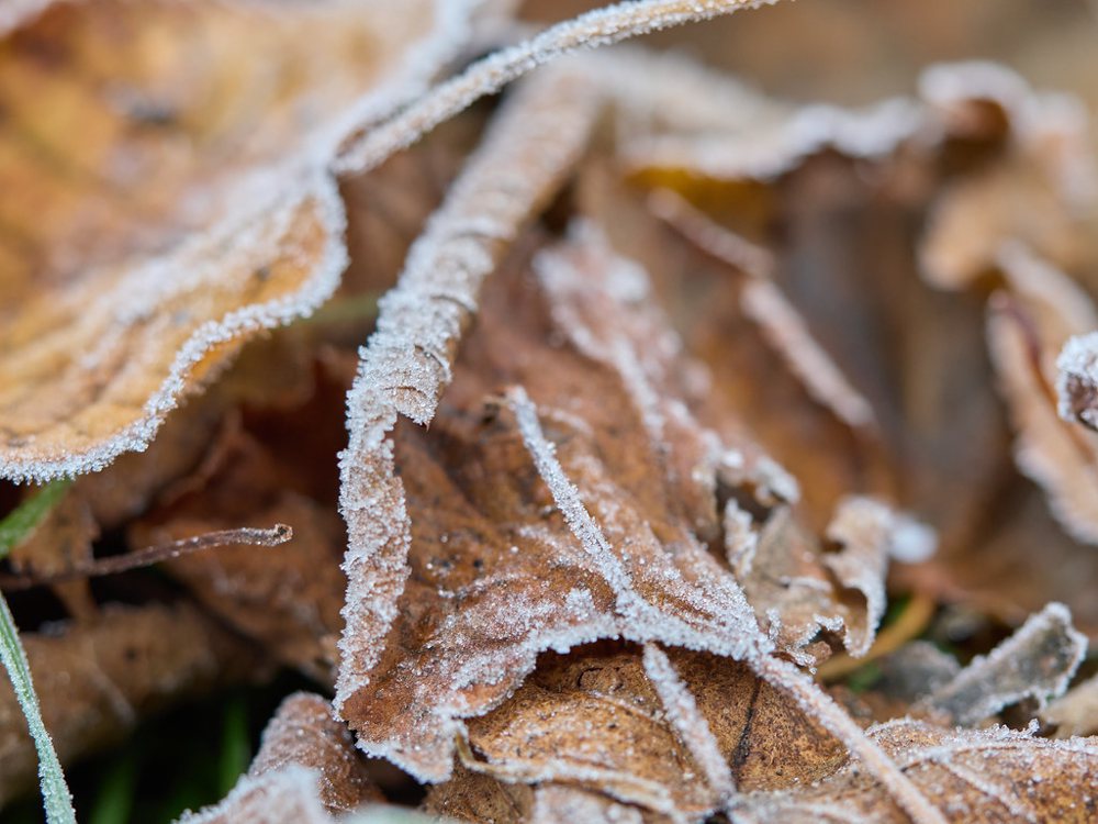 Frost tickled leaves