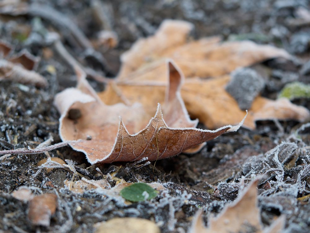 Frost tickled leaves