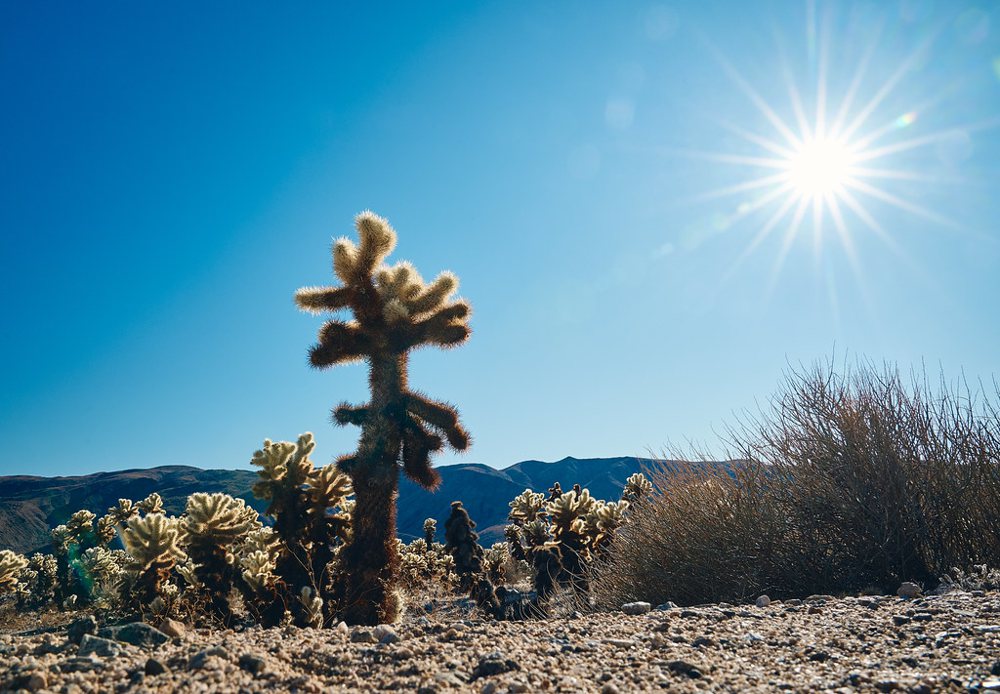 Cholla Cactus
