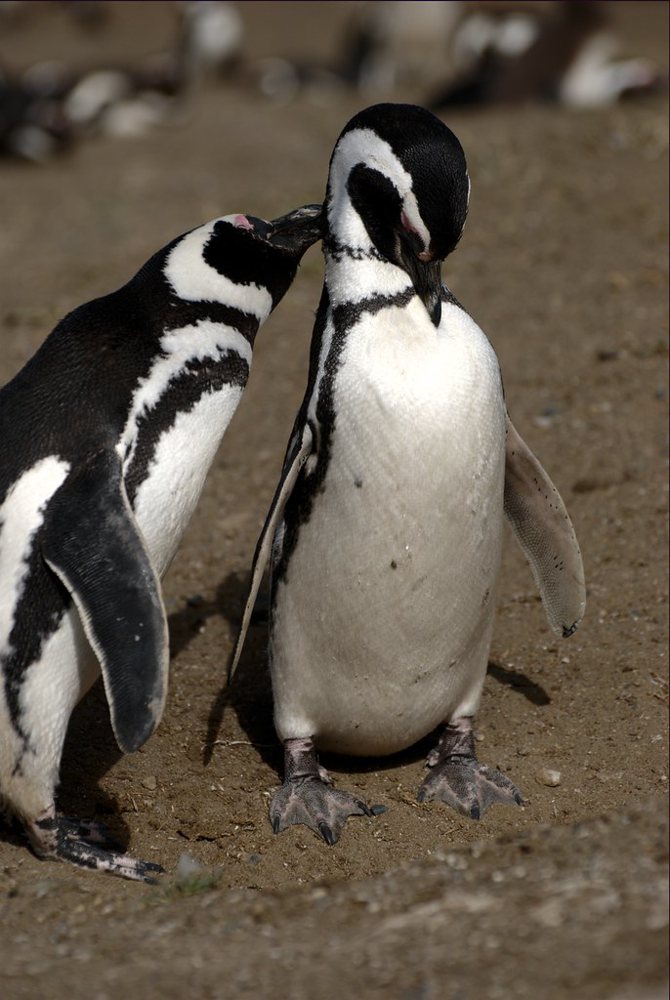 Penguins loving VII