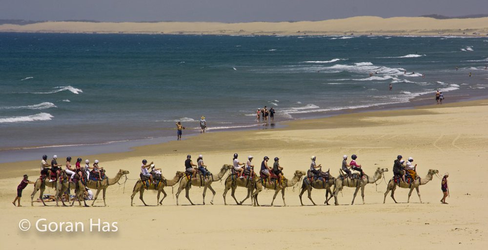 Anna Bay - camels panorama