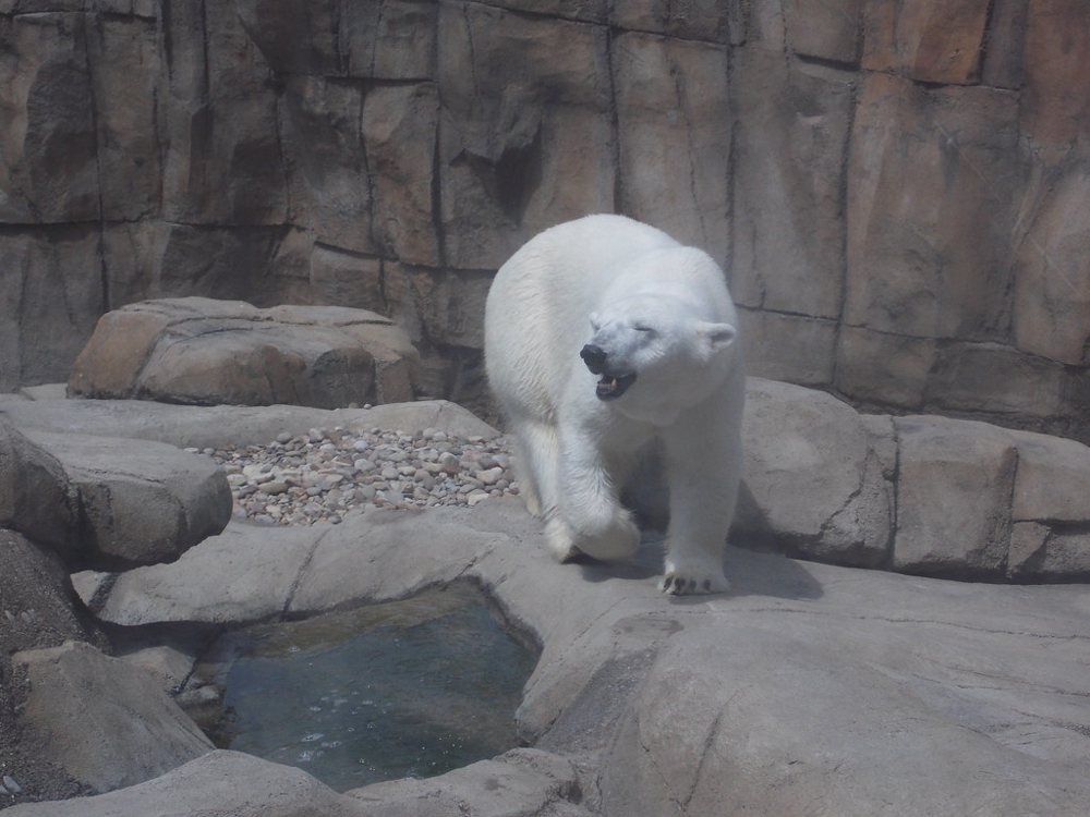 Polar Bear
