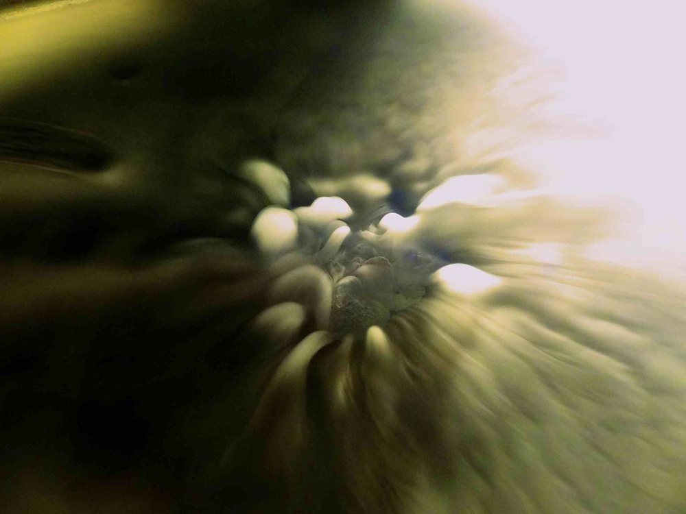 Dry Ice and Water Reaction