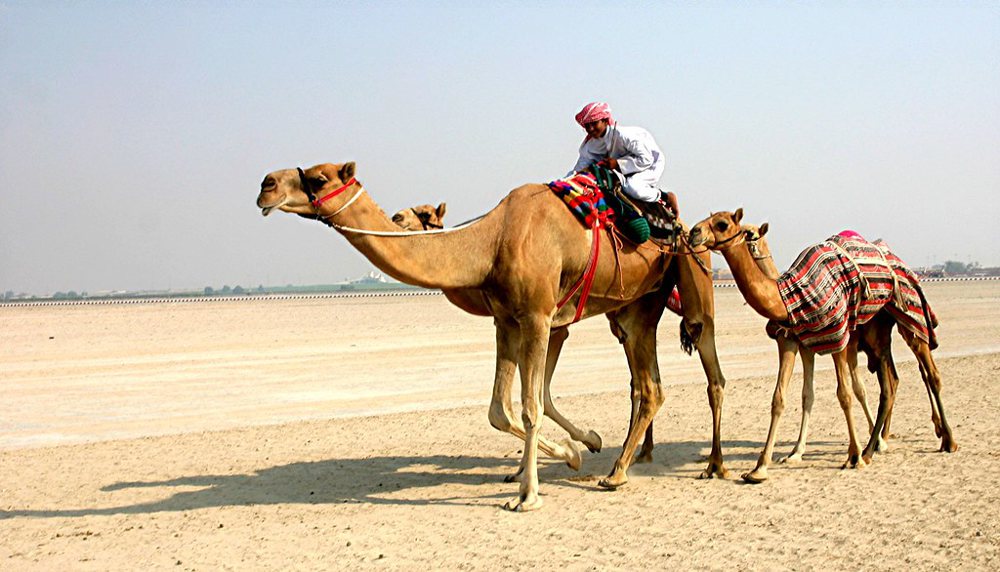 Camels