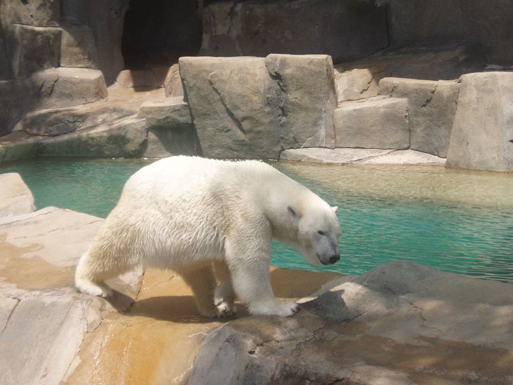 Polar Bear