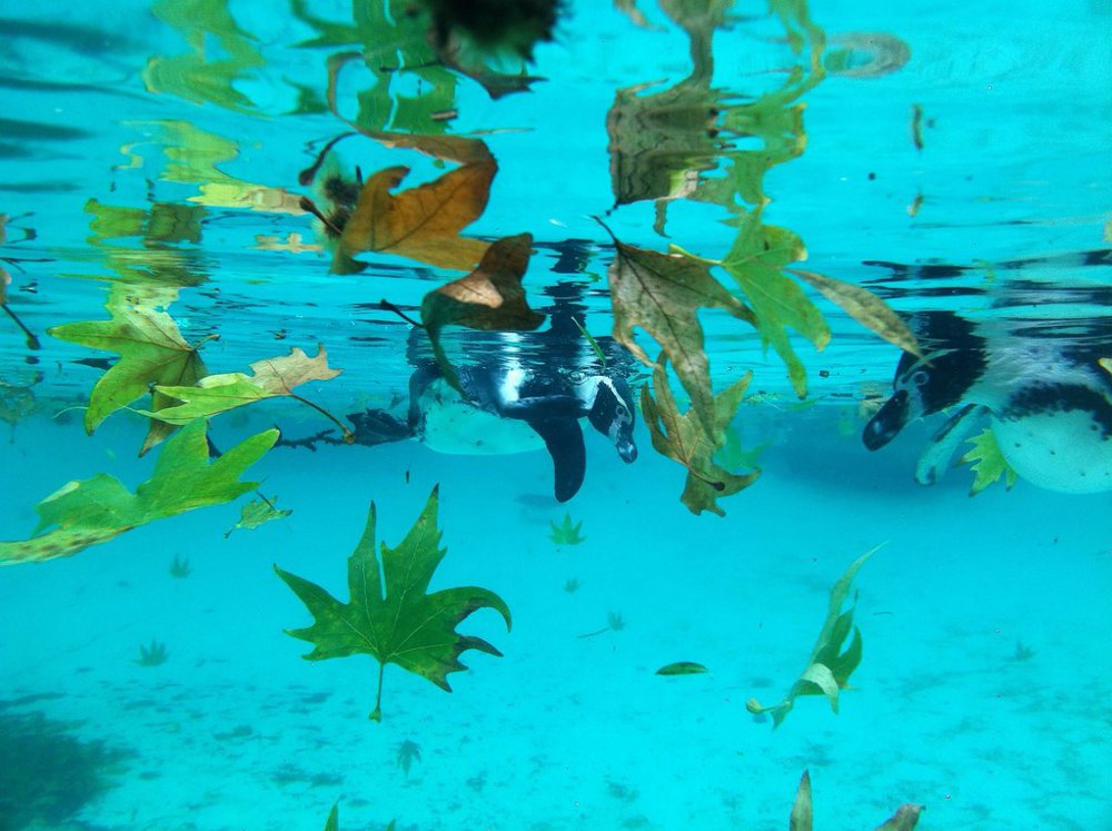 Fall In The Antarctic (Humboldt Penguins & Leaf-Fall), ZSL London Zoo