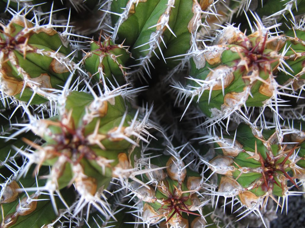 Cactus