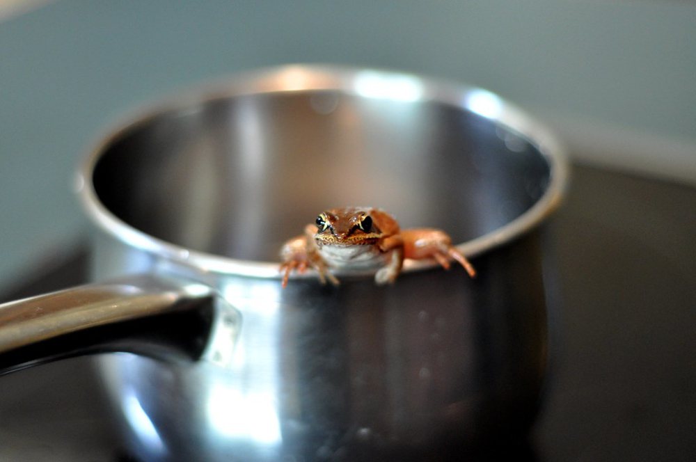 frog in a pot 2
